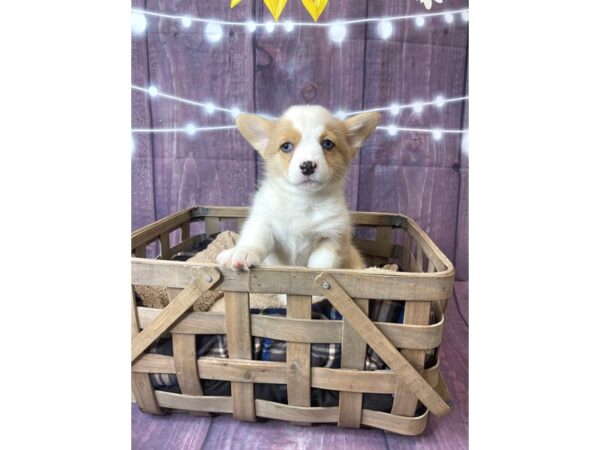 Pembroke Welsh Corgi DOG Female Red Merle 6522 Petland Ashland, Kentucky