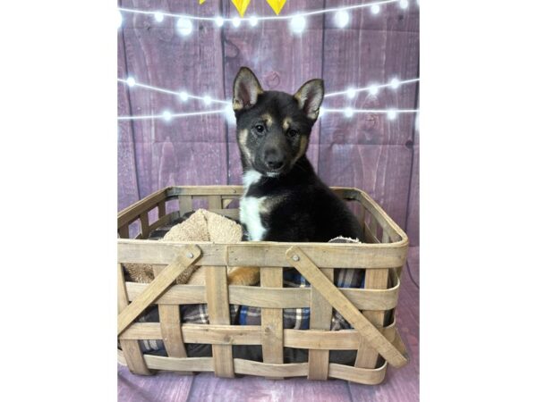 Shiba Inu DOG Female Black / Tan 6523 Petland Ashland, Kentucky