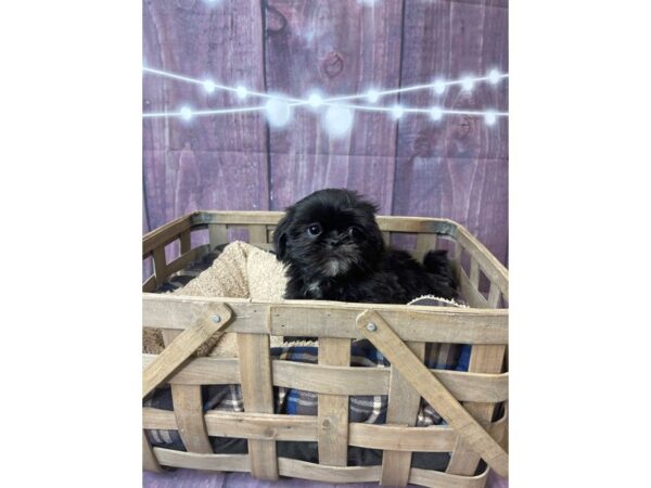 Shih Tzu DOG Male Black 6524 Petland Ashland, Kentucky