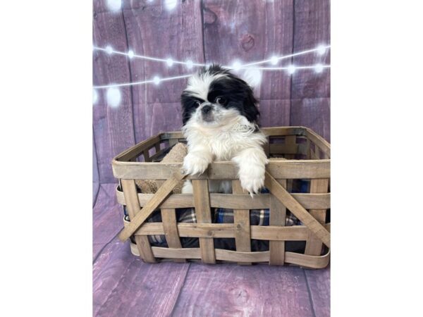 Pekingese DOG Female Black / White 6528 Petland Ashland, Kentucky