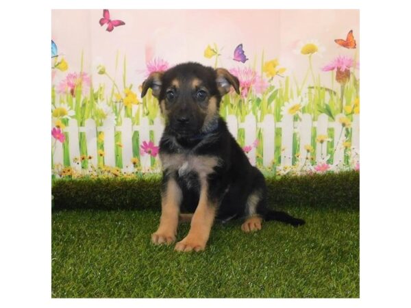 German Shepherd Dog DOG Male Black / Tan 6534 Petland Ashland, Kentucky