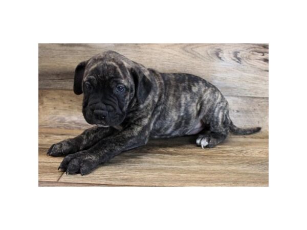 Bullmastiff-DOG-Female-Brindle-6533-Petland Ashland, Kentucky