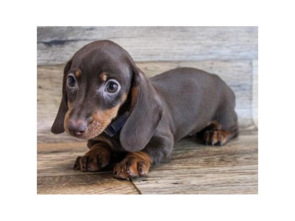 Dachshund DOG Female Chocolate / Tan 6537 Petland Ashland, Kentucky