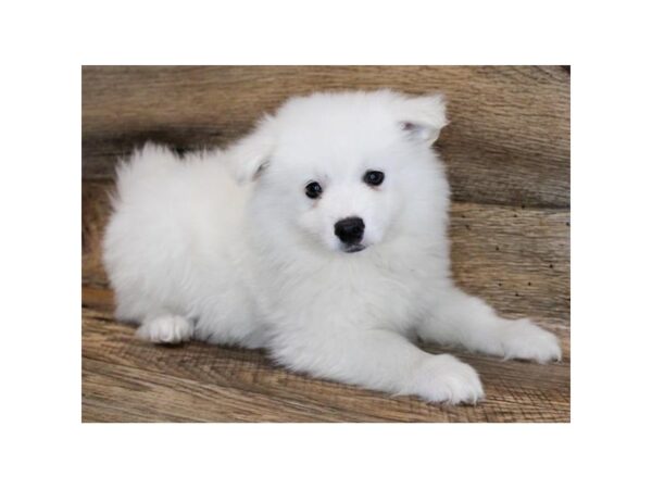 American Eskimo Dog-DOG-Male-White-6535-Petland Ashland, Kentucky