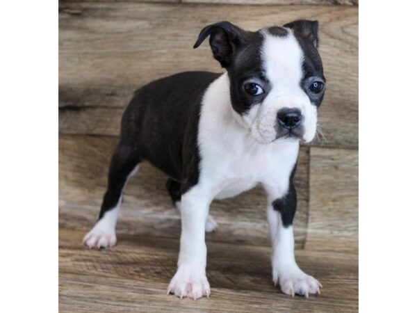 Boston Terrier DOG Female Black Brindle / White 6536 Petland Ashland, Kentucky