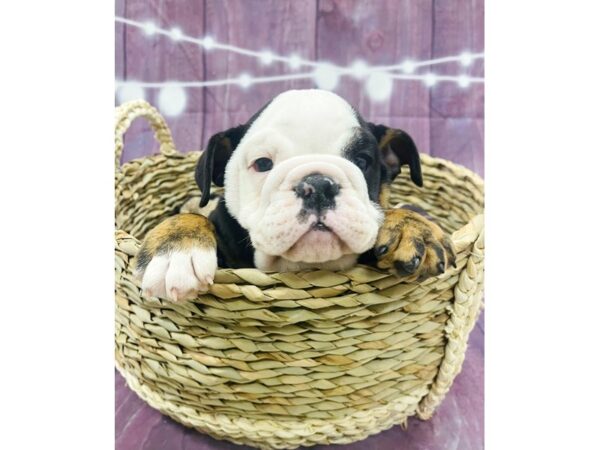 Bulldog DOG Male Black White / Tan 6538 Petland Ashland, Kentucky