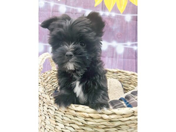 Morkie DOG Male Black 6530 Petland Ashland, Kentucky