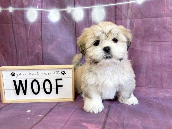 Lhasa Apso DOG Female Golden 6544 Petland Ashland, Kentucky