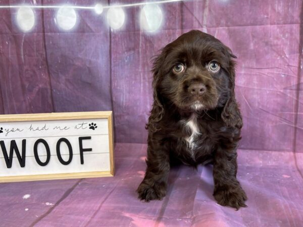 Cock A Poo DOG Female Chocolate 6543 Petland Ashland, Kentucky