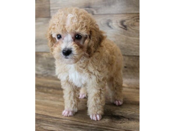 Poodle DOG Male Apricot 6560 Petland Ashland, Kentucky