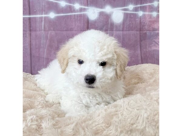 Bichapoo DOG Male White 6546 Petland Ashland, Kentucky