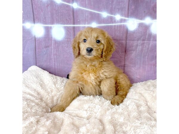 Goldendoodle Mini-DOG-Male-Red-6547-Petland Ashland, Kentucky