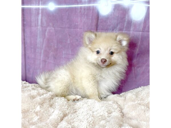 Pomeranian DOG Male Sable 6551 Petland Ashland, Kentucky