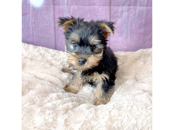 Silky Terrier DOG Male Black / Tan 6552 Petland Ashland, Kentucky