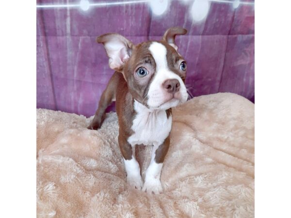 Boston Terrier DOG Male Seal / White 6563 Petland Ashland, Kentucky