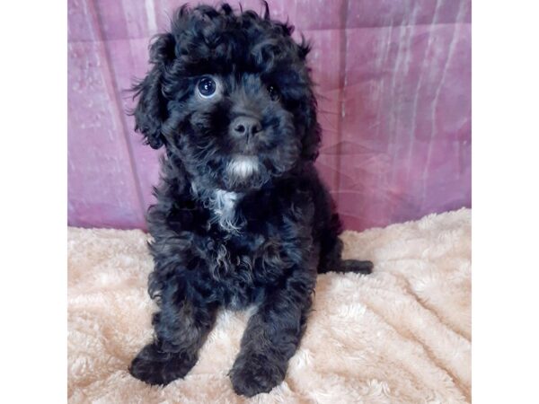 Cavapoo-DOG-Female-Black-6562-Petland Ashland, Kentucky