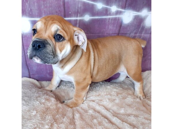 Olde Bulldog-DOG-Female-Red-6559-Petland Ashland, Kentucky