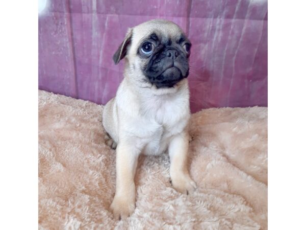 Pug DOG Female FAWN 6558 Petland Ashland, Kentucky