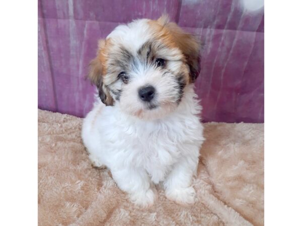 Teddy DOG Female BROWN WHITE 6557 Petland Ashland, Kentucky