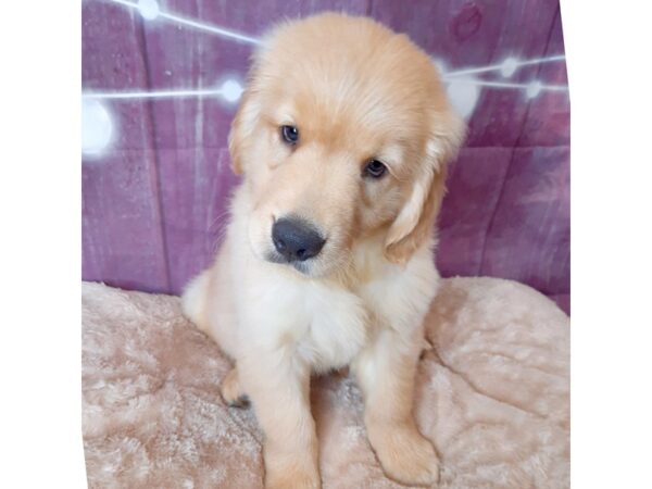 Golden Retriever DOG Male Gold 6556 Petland Ashland, Kentucky