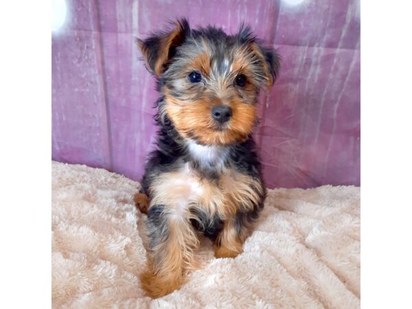 Yorkshire Terrier DOG Female Black / Tan 6555 Petland Ashland, Kentucky