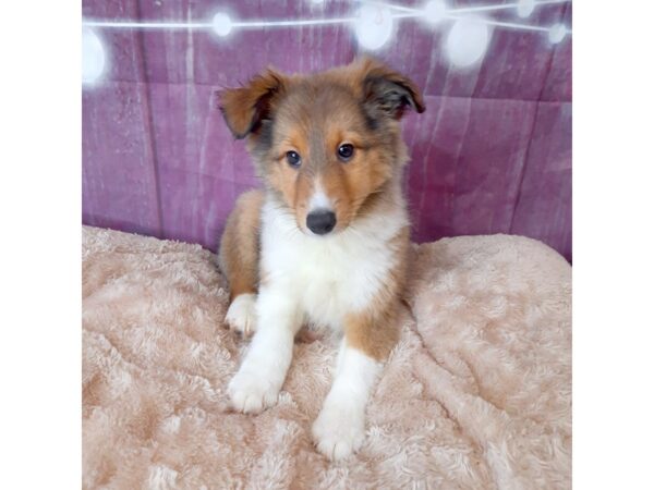 Shetland Sheepdog DOG Female Sable / White 6554 Petland Ashland, Kentucky