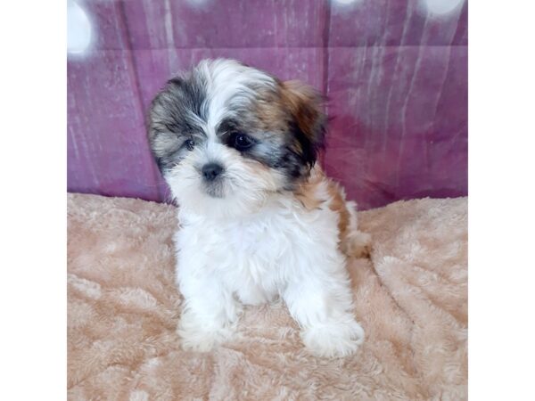 Lhasa Apso DOG Female Golden 6553 Petland Ashland, Kentucky