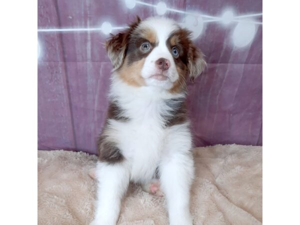 Miniature American Shepherd DOG Male Red Merle 6550 Petland Ashland, Kentucky