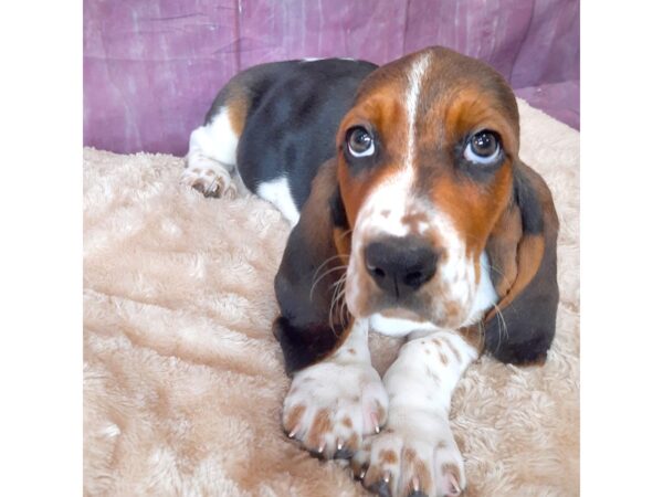 Basset Hound DOG Male Black White / Tan 6549 Petland Ashland, Kentucky