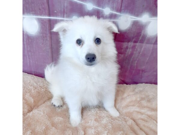 American Eskimo Dog-DOG-Male-White-6548-Petland Ashland, Kentucky