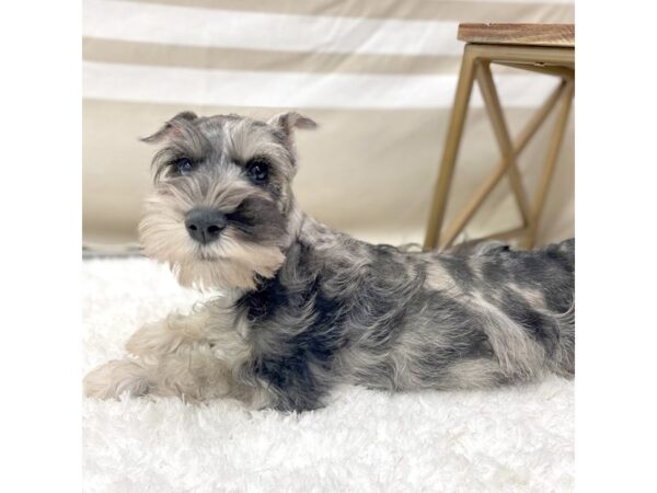 Miniature Schnauzer DOG Male Merle 6586 Petland Ashland, Kentucky