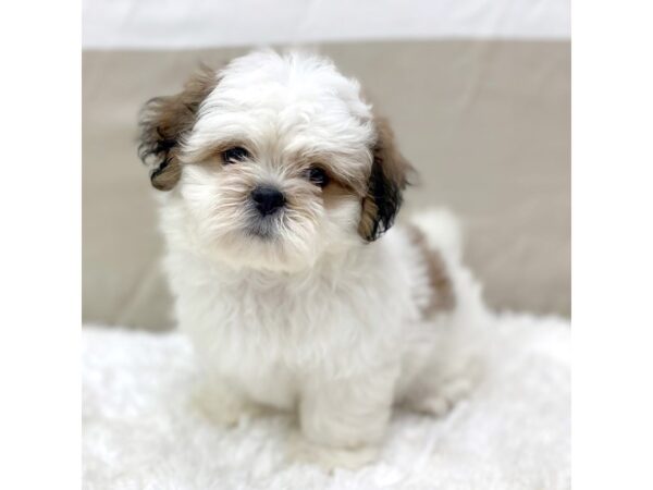 Shih Tzu DOG Female Gold / White 6582 Petland Ashland, Kentucky