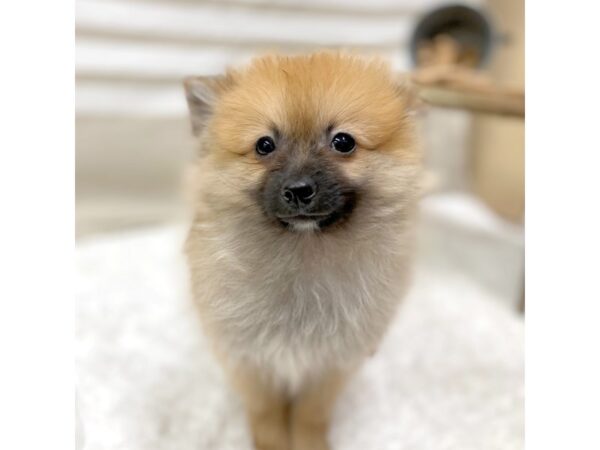 Pomeranian-DOG-Male-Red Sable-6583-Petland Ashland, Kentucky