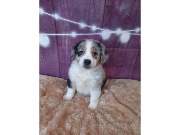 Miniature Australian Shepherd DOG Female Blue Merle 6564 Petland Ashland, Kentucky