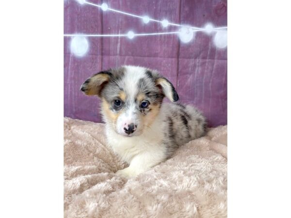 Pembroke Welsh Corgi DOG Male Blue Merle / White 6572 Petland Ashland, Kentucky