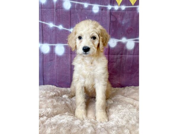 Goldendoodle DOG Female Golden 6571 Petland Ashland, Kentucky