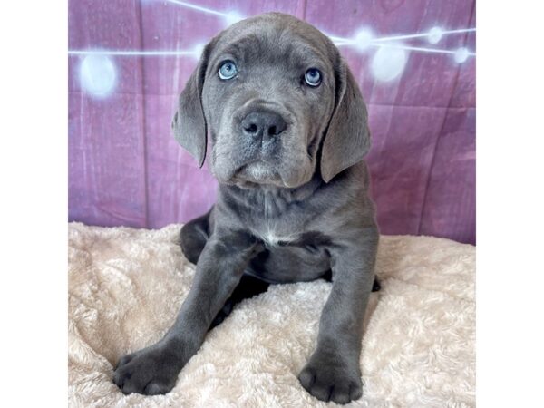 Cane Corso DOG Female Blue 6570 Petland Ashland, Kentucky