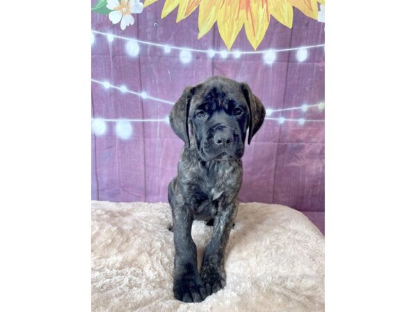 Mastiff DOG Female Brindle 6569 Petland Ashland, Kentucky