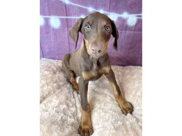 Doberman Pinscher DOG Female Red / Rust 6568 Petland Ashland, Kentucky