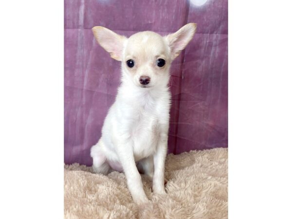 Chihuahua DOG Male Cream 6567 Petland Ashland, Kentucky