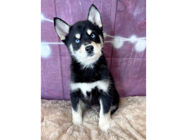 Pomsky DOG Female Black / White 6566 Petland Ashland, Kentucky