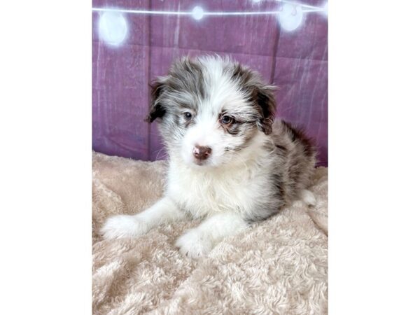 Aussiedoodle Mini-DOG-Male-Red Merle-6565-Petland Ashland, Kentucky