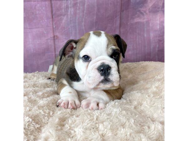 Bulldog DOG Female Red / White 6578 Petland Ashland, Kentucky