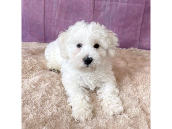 Bichon Frise DOG Male White 6577 Petland Ashland, Kentucky