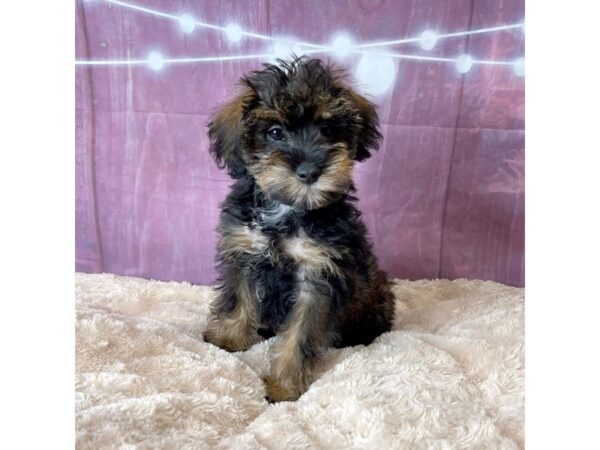 Schnoodle DOG Female Black / Tan 6576 Petland Ashland, Kentucky