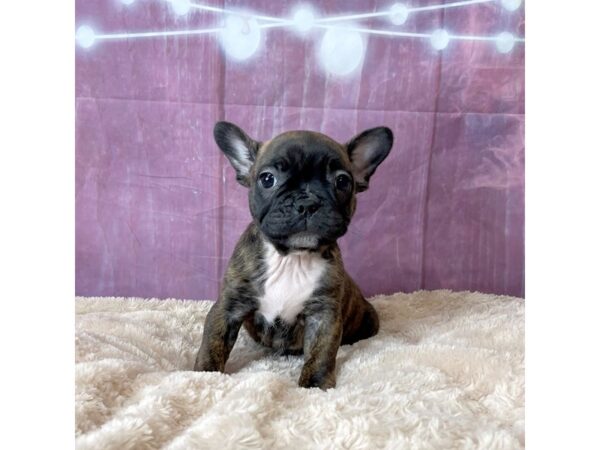 Frenchton-DOG-Female-Brindle-6574-Petland Ashland, Kentucky