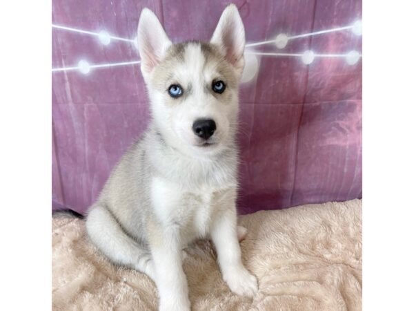 Siberian Husky DOG Male Agouti / White 6581 Petland Ashland, Kentucky