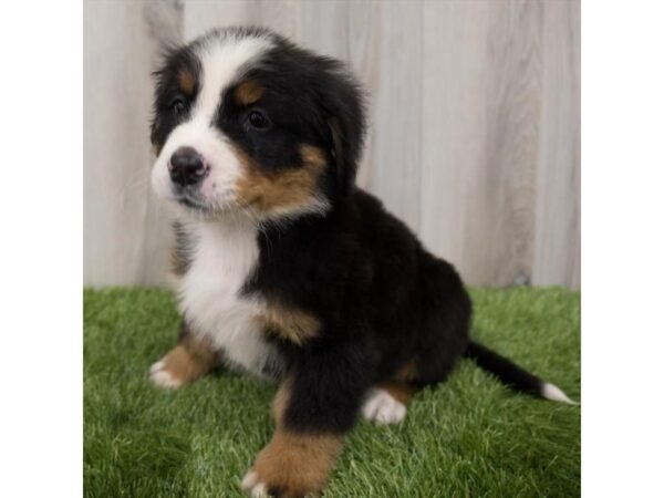 Bernese Mountain Dog-DOG-Male-Black Rust / White-6587-Petland Ashland, Kentucky