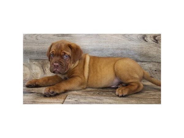 Dogue De Bordeaux-DOG-Male-Red-6593-Petland Ashland, Kentucky