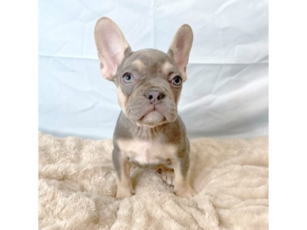 French Bulldog DOG Female BLUE TAN 6603 Petland Ashland, Kentucky